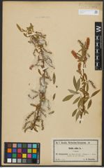 Foto von Salix alba L.